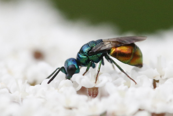 _Chrysellamplus_sculpticollis_IMG_7919.jpg