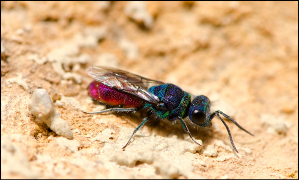 Chrysis_Orgiva_4puntas_red.jpg