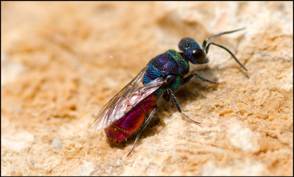 Chrysis_Orgiva_4puntas_apical_red.jpg