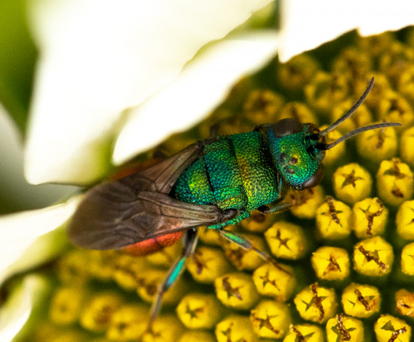 Hedychrum_gerstaeckeri_01.jpg