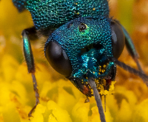 Hedychrum_gerstaeckeri_05.jpg