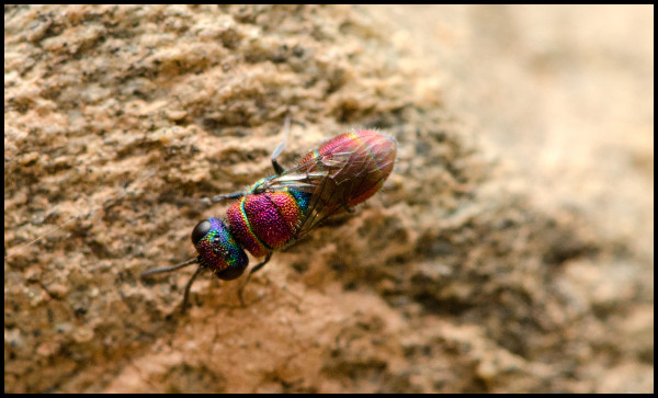 Chrysididae_Orgiva_small_colors_dorsal.jpg