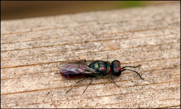 Chrysis_cobrizo_Orgiva_red.jpg