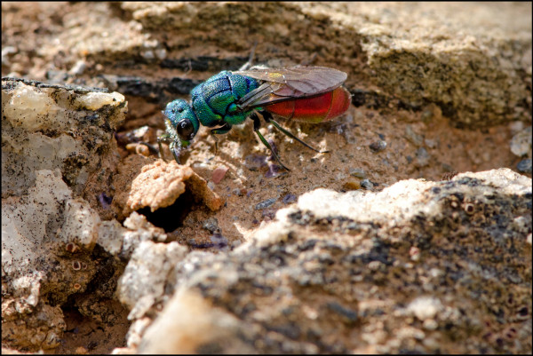 Chrysura_large_Orgiva_red.jpg