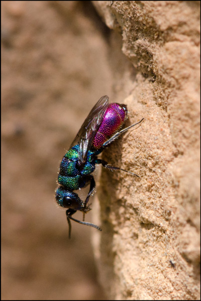 Chrysis_mixta_Orgiva_red.jpg