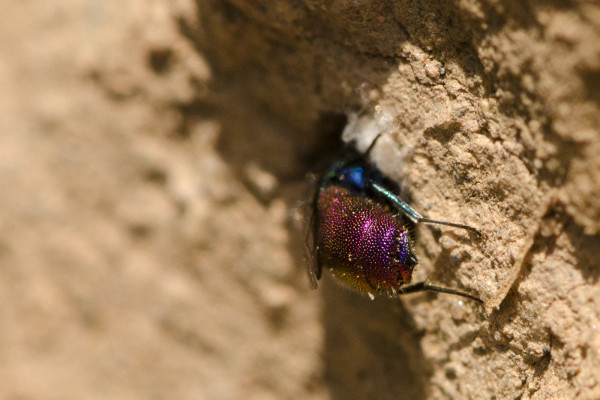 Chrysis_mixta_apical_red.jpg