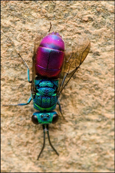 Chrysis_ignita_Orgiva_dorsal_red.jpg