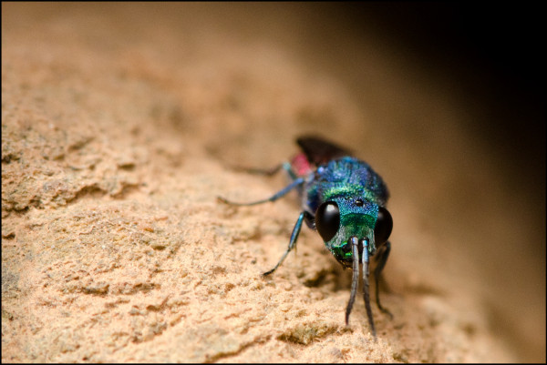 Chrysis_ignita_Orgiva_face_red.jpg