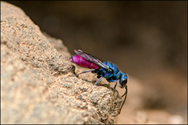 Chrysis_ignita_Orgiva_side_red.jpg