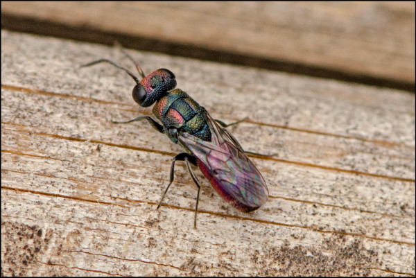 Chrysis_cobrizo_Orgiva_b_red.jpg