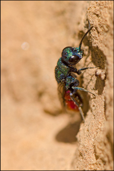 Chrysis_mixta_face_red.jpg