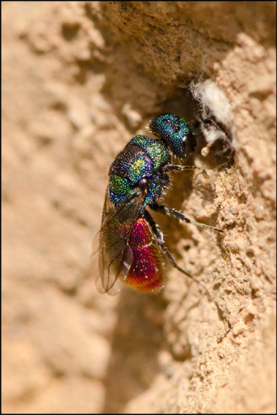 Chrysis_mixta_holeBV.jpg