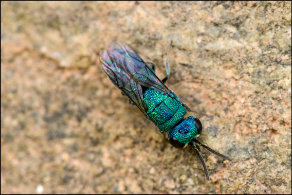 Chrysidea_orgiva_red.jpg