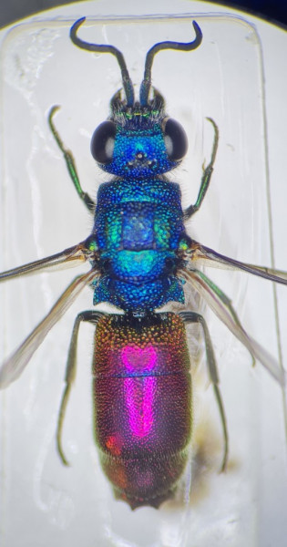 Chrysis sp Cadarache (Personnalisé).jpg