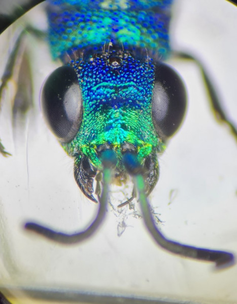 Chrysis sp Cadarache tête (Personnalisé).jpg