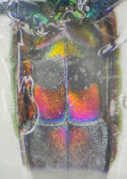 Chrysis sp Cadarache sternites (Personnalisé).jpg