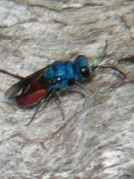 Chrysis sp. P1080493.JPG