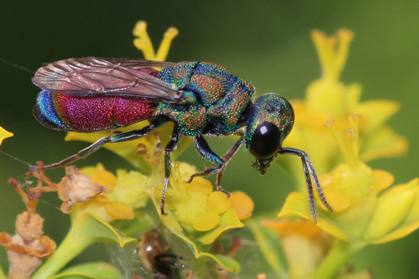 pseudochrysis incrassata 4 ou autre.JPG