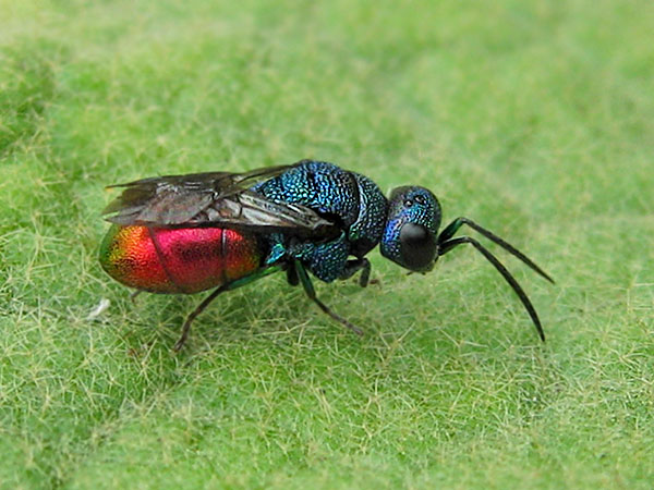 chrysid 5-8-22.JPG