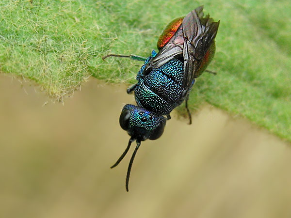 chrysid 5-8-22a.JPG