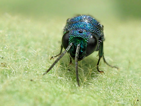 chrysid 5-8-22b.JPG