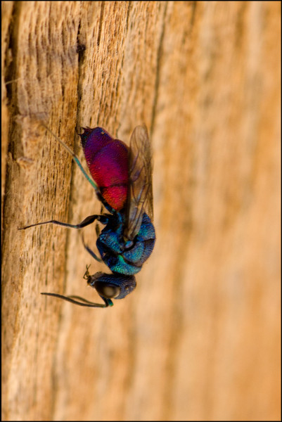 Chrysis_Albergue_univ_red.jpg