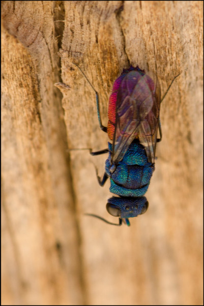 Chrysis_Albergue_univ_c_red.jpg