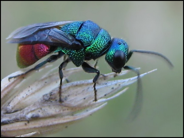 Holopyga generosa 19-7-16 1.jpg