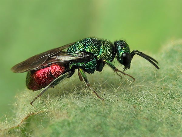 Hedychrum rutilans 27-8-22.jpg