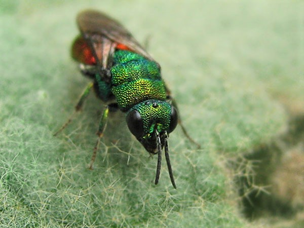 Hedychrum rutilans 27-8-22 1_1.JPG