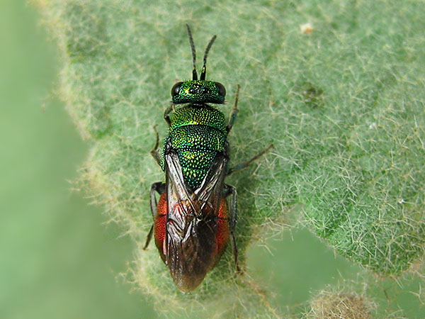 Hedychrum rutilans 27-8-22 1_2.JPG