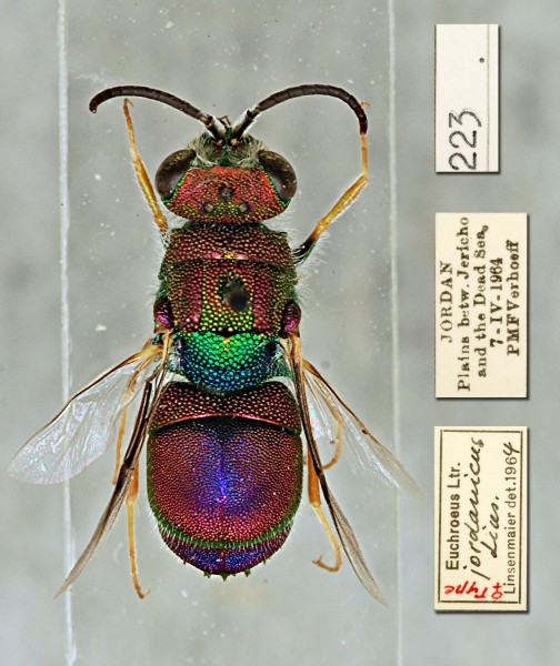 Euchroeus jordanicus HT.jpg