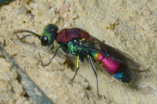 2022-05-12-Goldwespe (Chrysidae) Chrysis viridula - zonata-Schenefeld-Düpenau-VSC0443.jpg