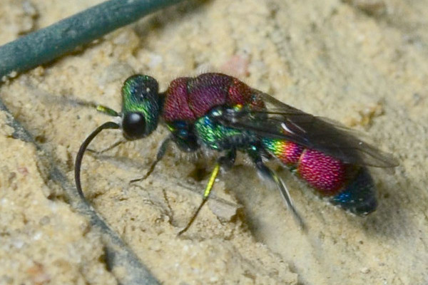 2022-05-12-Goldwespe (Chrysidae) Chrysis viridula - zonata-Schenefeld-Düpenau-VSC0444.jpg