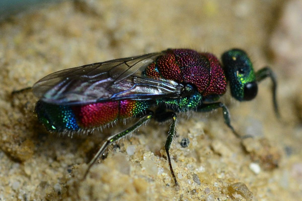 2022-05-12-Goldwespe (Chrysidae) Chrysis viridula - zonata-Schenefeld-Düpenau-VSC0449.JPG