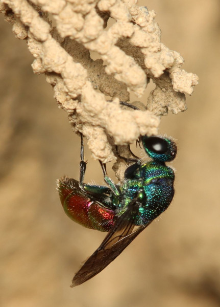 _Chrysis_mediata_IMG_0487 (3).jpg