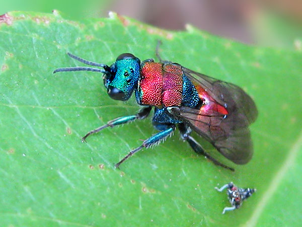 fly22-6-23c2.JPG