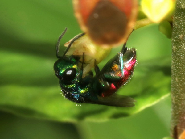 20230809Chrysid.JPG