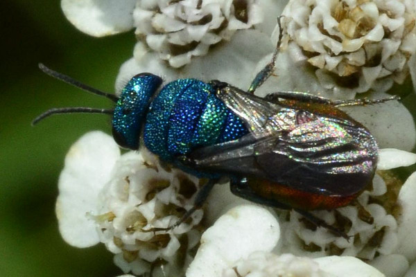 2023-08-02-Chrysidae-Chrysis xxx-7,9mm-female-an Schafgarbe-Halstenbek-Blocksberger Moor-ZSC2920.JPG