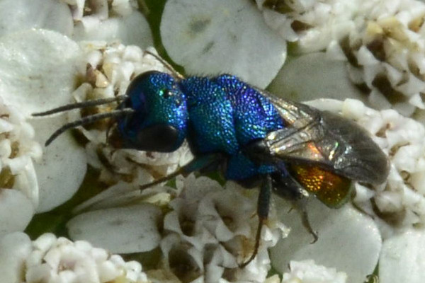 2023-08-02-Chrysidae-Chrysis xxx-7,9mm-female-an Schafgarbe-Halstenbek-Blocksberger Moor-ZSC2926.jpg