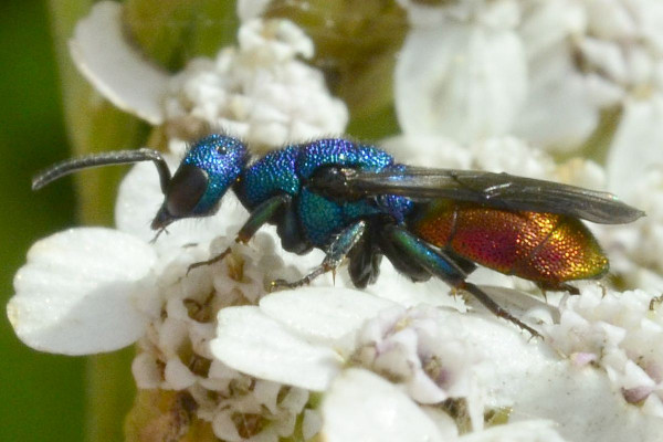 2023-08-02-Chrysidae-Chrysis xxx-7,9mm-female-an Schafgarbe-Halstenbek-Blocksberger Moor-ZSC2934.jpg