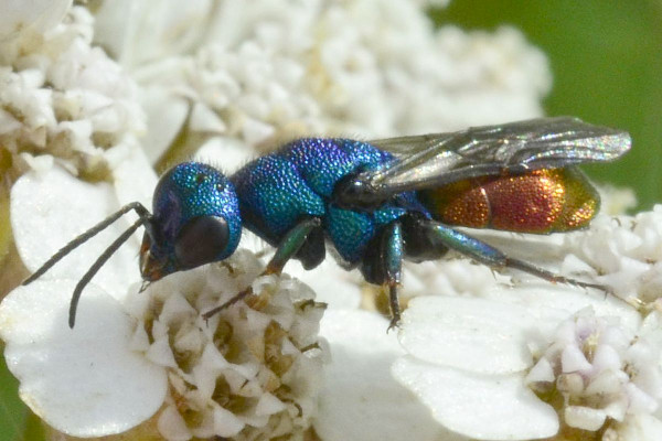 2023-08-02-Chrysidae-Chrysis xxx-7,9mm-female-an Schafgarbe-Halstenbek-Blocksberger Moor-ZSC2939.jpg