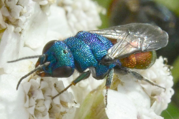 2023-08-02-Chrysidae-Chrysis xxx-7,9mm-female-an Schafgarbe-Halstenbek-Blocksberger Moor-ZSC2942.jpg