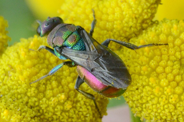 2023-08-02-Goldwespe (Chrysididae) Hedychrum rutilans xxx-an Rainfarn-Halstenbek-Blocksberger Moor-ZSC3068.JPG