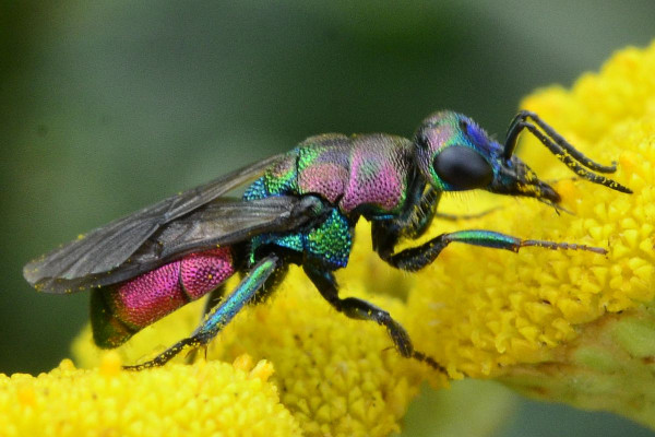 2023-08-02-Goldwespe (Chrysididae) Hedychrum rutilans xxx-an Rainfarn-Halstenbek-Blocksberger Moor-ZSC3078.jpg