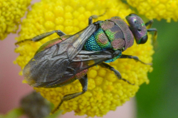 2023-08-02-Goldwespe (Chrysididae) Hedychrum rutilans xxx-an Rainfarn-Halstenbek-Blocksberger Moor-ZSC3084.jpg