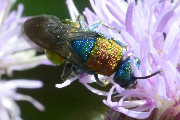 2023-07-18--Chrysididae-an Kratzdistel-Schnaakenmoor-ZSC0442.jpg