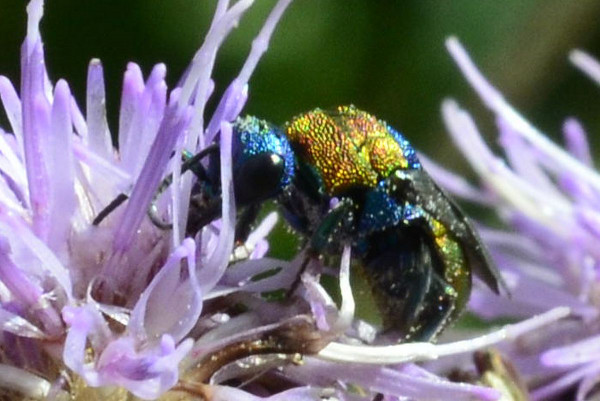 2023-07-18--Chrysididae-an Kratzdistel-Schnaakenmoor-ZSC0433.jpg