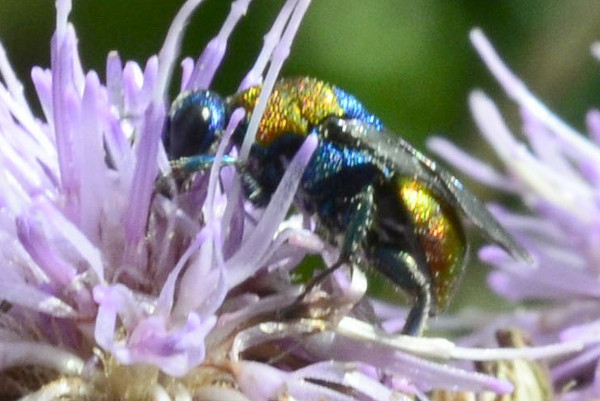 2023-07-18--Chrysididae-an Kratzdistel-Schnaakenmoor-ZSC0434.jpg