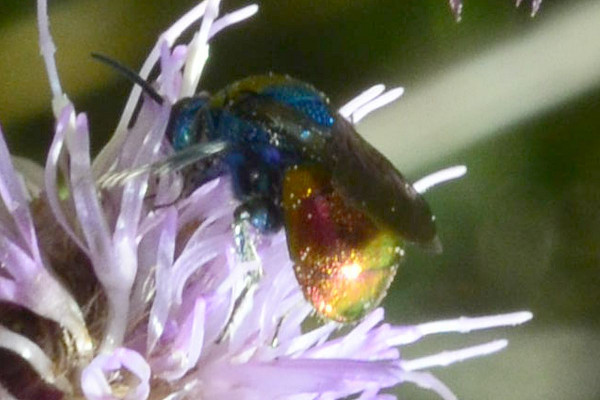 2023-07-18--Chrysididae-an Kratzdistel-Schnaakenmoor-ZSC0439.jpg